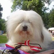 Coton de tulear Hjalte