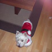 West highland white terrier Dina