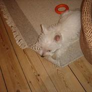 West highland white terrier Dina