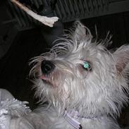 West highland white terrier Dina