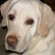 Labrador retriever Thor (Buller) <´3 RIP