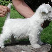 West highland white terrier Lucky