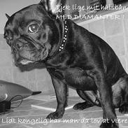 Fransk bulldog Charlie *aflivet*