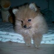 Pomeranian Victor