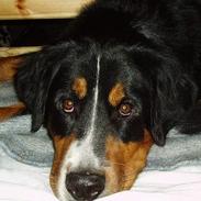 Berner sennenhund Layla