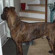 Blanding af racer Gandhi