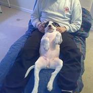 Amerikansk bulldog mille