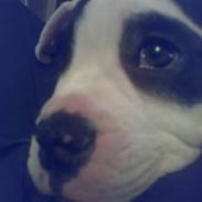 Amerikansk bulldog mille