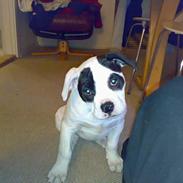 Amerikansk bulldog mille