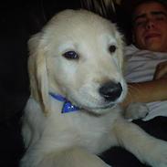 Golden retriever chico