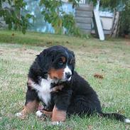 Berner sennenhund Elvis