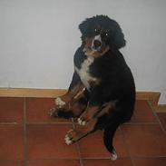 Berner sennenhund Elvis