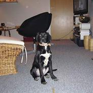 Blanding af racer Lady The Dogg!