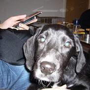 Blanding af racer Lady The Dogg!