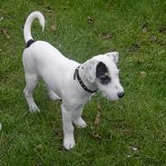Jack russell terrier Vaks