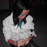 Jack russell terrier Vaks