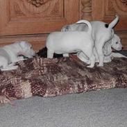 Jack russell terrier Vaks