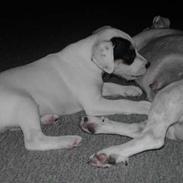 Jack russell terrier Vaks