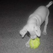 Jack russell terrier Vaks