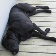 Labrador retriever Carlo