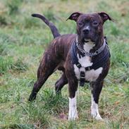 Amerikansk staffordshire terrier Northern Amstaffs Qato