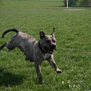 Amerikansk staffordshire terrier Magic