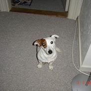 Jack russell terrier Daisy
