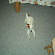 Jack russell terrier Daisy