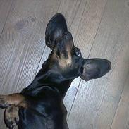 Gravhund Mille
