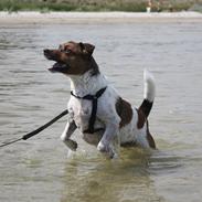 Dansk svensk gaardhund Mille