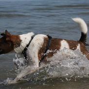 Dansk svensk gaardhund Mille