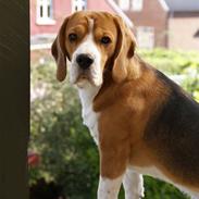 Beagle Oscar