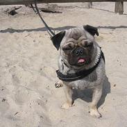 Mops Samson