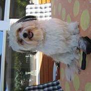 Shih tzu Trunte