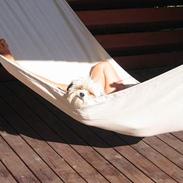 Shih tzu Trunte