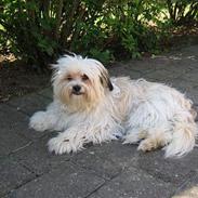 Shih tzu Trunte