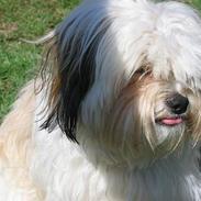 Shih tzu Trunte