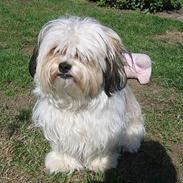 Shih tzu Trunte