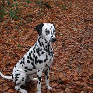 Dalmatiner Oliver