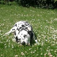 Dalmatiner Oliver