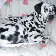 Dalmatiner Oliver
