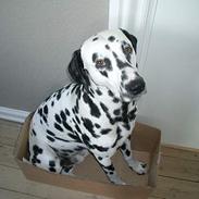 Dalmatiner Oliver
