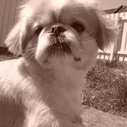Pekingeser Gizmo