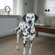 Dalmatiner Oliver