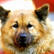 Eurasier Bailey