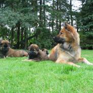 Eurasier Bailey