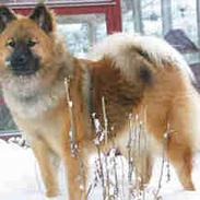 Eurasier Bailey