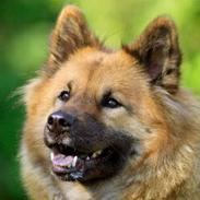 Eurasier Bailey