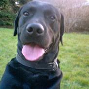 Labrador retriever Djack