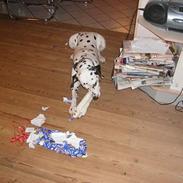 Dalmatiner Perle R.I.P.